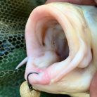 Bojlis Horog-Füles-Szakállas-Több Változatban